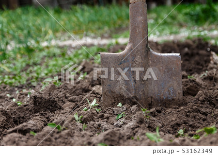 A woman's hand digs soil and soil with a shovel. 53162349
