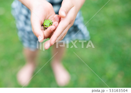子供の手に乗った蛙 53163504