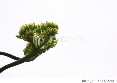 リュウゼツランの蕾と花 53163542