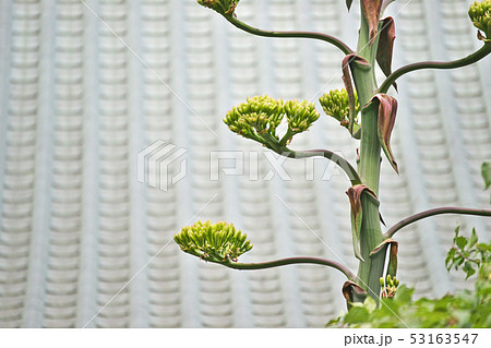 リュウゼツランの蕾と花 53163547