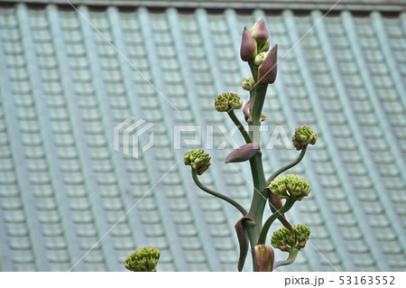 リュウゼツランの蕾と花 リュウゼツランの蕾と花 53163552