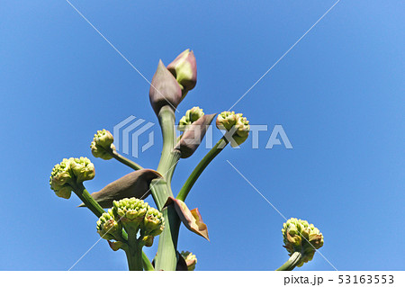 リュウゼツランの蕾と花 53163553