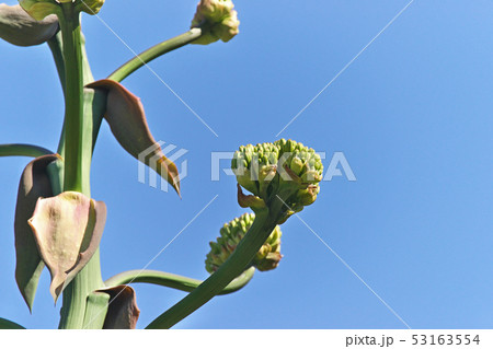 リュウゼツランの蕾と花 リュウゼツランの蕾と花 53163554