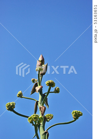 リュウゼツランの蕾と花 リュウゼツランの蕾と花 53163651