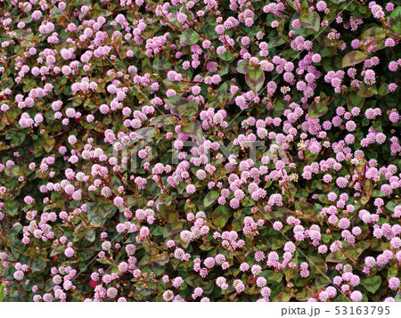 ヒメツルソバ 53163795