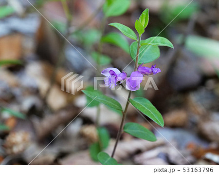 ヒメハギ ヒメハギ 53163796