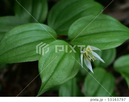 チゴユリ 53163797