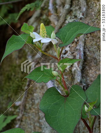 ドクダミ ドクダミ 53163800