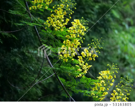 ジャケツイバラ ジャケツイバラ 53163805