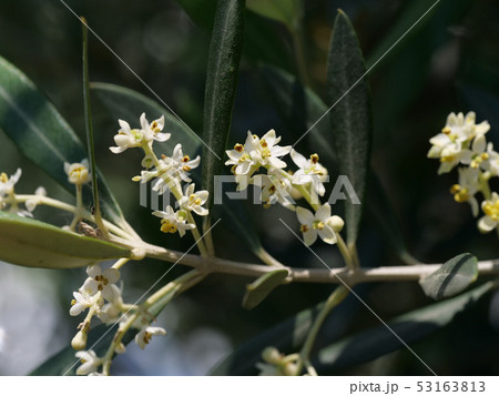 オリーブの花 53163813