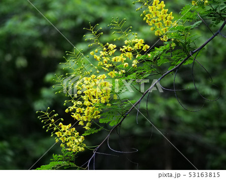 ジャケツイバラ ジャケツイバラ 53163815