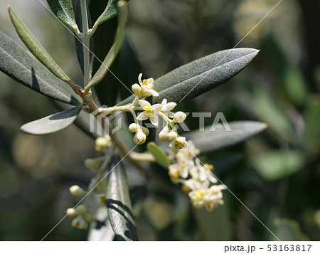 オリーブの花 53163817