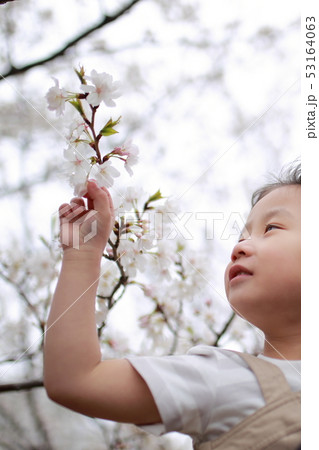 お花見 (乳幼児 桜 サクラ さくら 娘 女性 コピースペース 女の子 卒園式 園児 幼児 遊具) 53164063