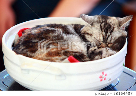 ねこ鍋の写真素材