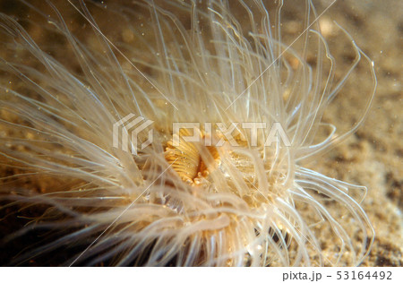 mouth of anemone 53164492