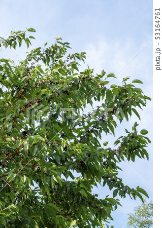 桑 フルーツ 果物 53164761