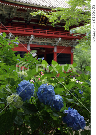 ロマンチック茨城(どっしりと力強い雨引観音仁王門。しっとりとその空気間を包み込む紫陽花は風情がある) ロマンチック茨城(どっしりと力強い雨引観音仁王門。しっとりとその空気間を包み込む紫陽花は風情がある) 53165005
