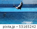 新潟の水族館マリンピア日本海 イルカショー イルカジャンプ 53165242