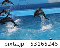 新潟の水族館マリンピア日本海 イルカショー イルカジャンプ 53165245