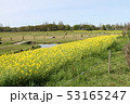 上堰潟公園 GW 菜の花公園 53165247