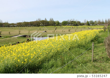 上堰潟公園 GW 菜の花公園 53165247