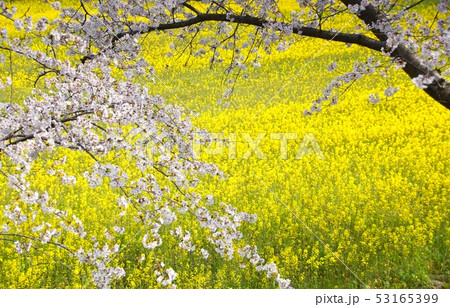 菜の花畑と満開の桜 藤原宮跡 奈良県橿原市 菜の花畑と満開の桜 藤原宮跡 奈良県橿原市 53165399