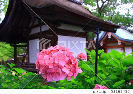 藤森神社（京都市　伏見区）境内に咲くアジサイ 53165456