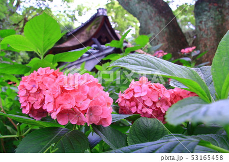 藤森神社（京都市　伏見区）境内に咲くアジサイ 53165458