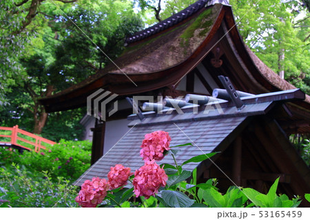 藤森神社（京都市　伏見区）境内に咲くアジサイ 53165459