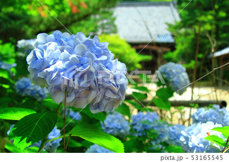 一言寺(京都市 伏見区)に咲くアジサイ 一言寺(京都市 伏見区)に咲くアジサイ 53165545