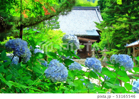 一言寺(京都市 伏見区)に咲くアジサイ 一言寺(京都市 伏見区)に咲くアジサイ 53165546