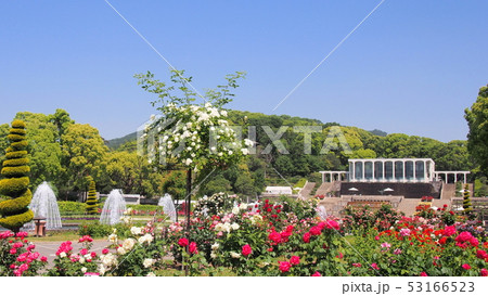 Kobe Rose garden 神戸市立須磨離宮公園 バラ Kobe Rose garden 神戸市立須磨離宮公園 バラ 53166523