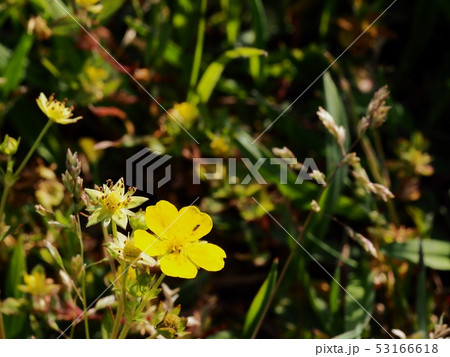 ミツバツチグリの花 ミツバツチグリの花 53166618