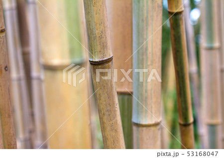 bamboo forest texture close up 53168047