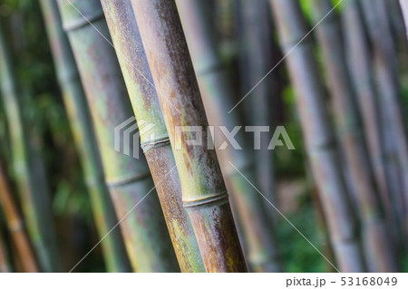 bamboo forest texture close up bamboo forest texture close up 53168049