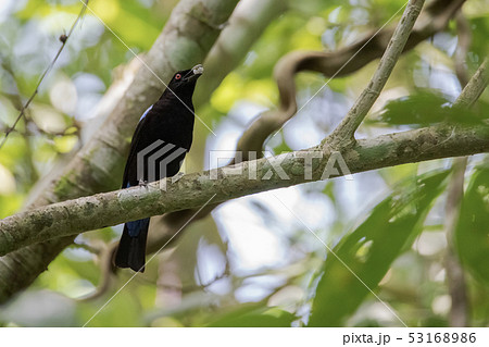 Asian Fairy-bluebird On the branches Asian Fairy-bluebird On the branches 53168986