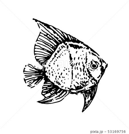 Vector Hand drawn sketch of fish illustration on white background 53169756