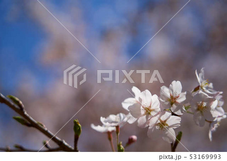 宇都宮 豊郷 まほろばの郷 里山 2019 宇都宮 豊郷 まほろばの郷 里山 2019 53169993
