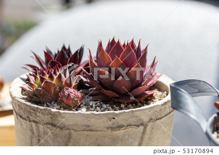 寄せ植えのコウクンカ 53170894