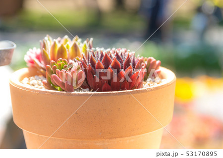 寄せ植えのコウクンカとセンペルビウムの写真素材