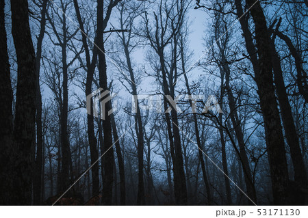 Forest in the fog winter in Crimea Forest in the fog winter in Crimea 53171130