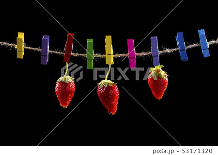 Three ripe strawberries on clothespins on a black 53171320