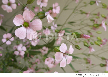ピンクのかすみ草 ピンクのかすみ草 53171327