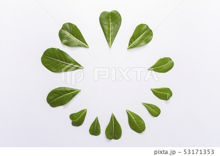 Adenium leaves layout on white background. Adenium leaves layout on white background. 53171353