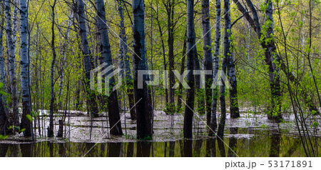spring grove of trees flooded during high water 53171891