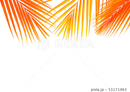 Tropical orange coral color palm leaves on white background. 53171963