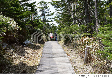 北八ヶ岳 坪庭自然園 北八ヶ岳 坪庭自然園 53173464