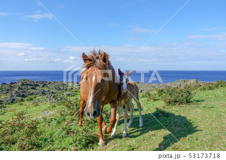 与那国馬 53173718
