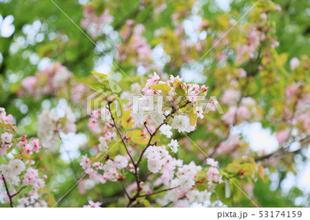 奈良の八重桜 53174159