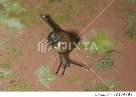 生き物　陸貝　オキナワベッコウ、石垣島産。殻は五ミリほど、細長い体の尻尾？を上げて素早く這います 53174792